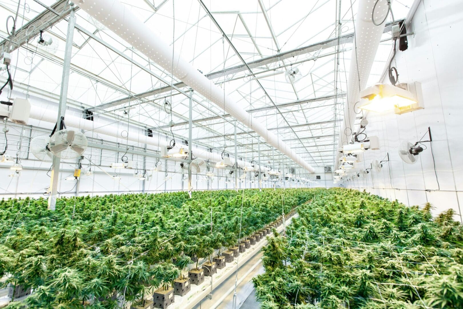 A large greenhouse filled with lots of green plants.