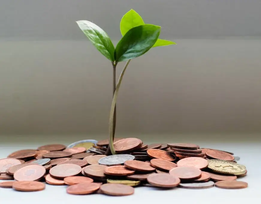This picture shows fast growth of plant using quick investment.
