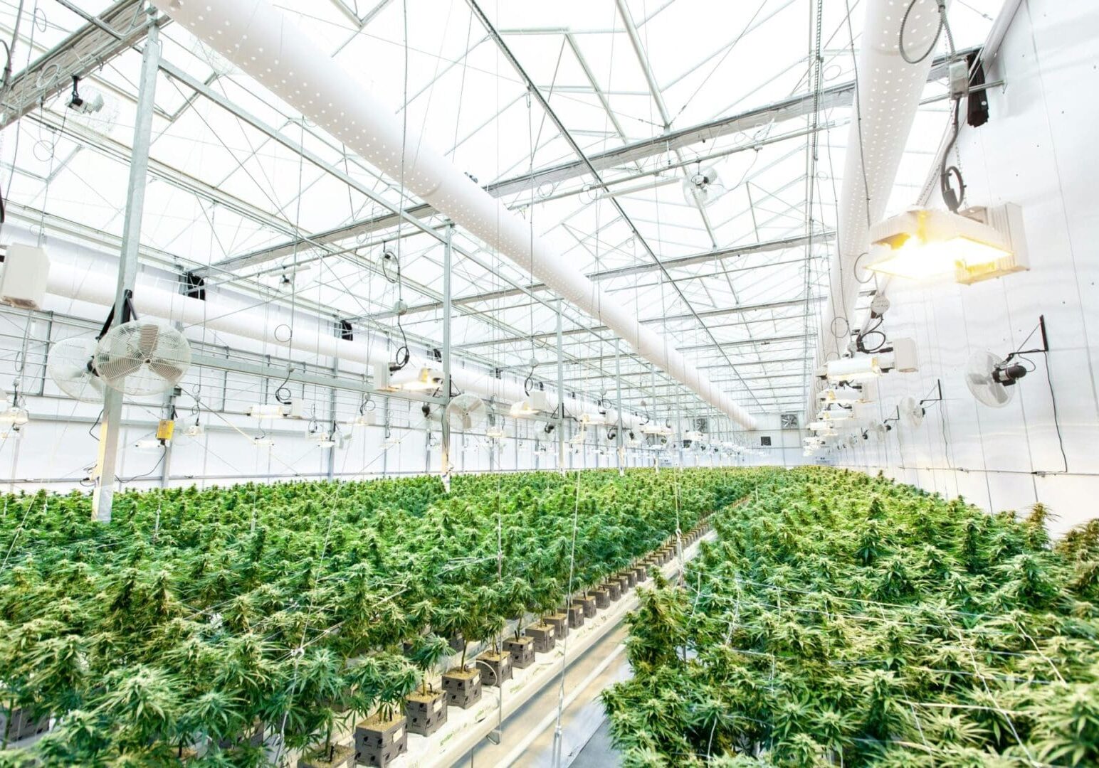A large greenhouse filled with lots of green plants.