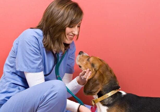 veterinary-practice-loan-what-you-need-to-know.jpeg